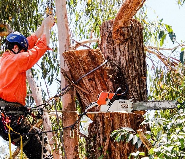 How to Organise Tree Removal  Gold Leaf Tree Services Canberra
